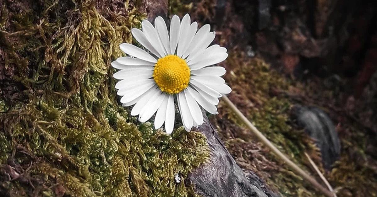 The History of Chamomile Featured Image