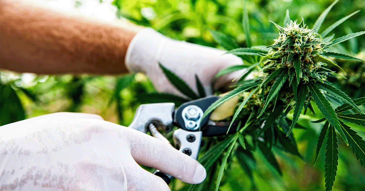 All About Harvesting your cannabis