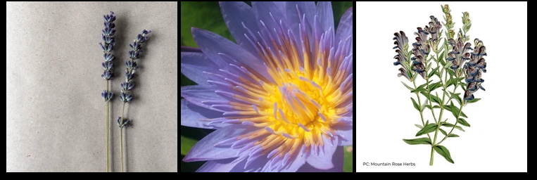 Different types of smokeable herbs