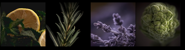 Different types of terpenes