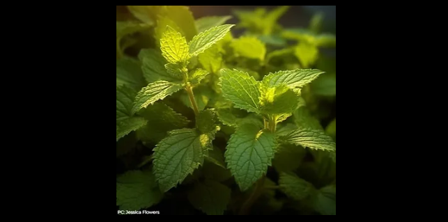 Lemon Balm